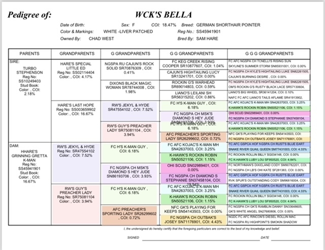 BELLA PEDIGREE
