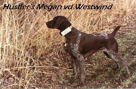 HUSTLER'S MEGAN VD WESTWIND