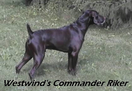 WESTWIND'S COMMANDER RIKER