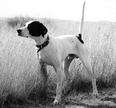 CH ROCK ACRES BLACKHAWK