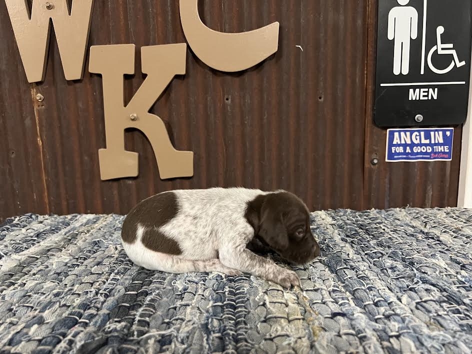 WCK'S BELLA X WCK'S ROWDY FALL LITTER 20226