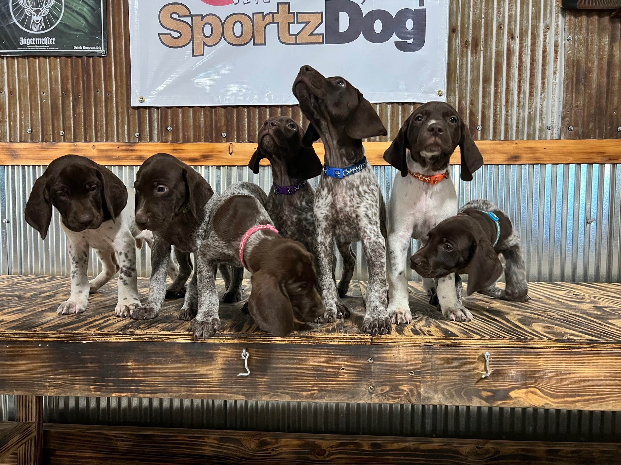 PUPS OF PAST LITTERS